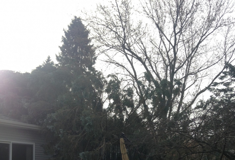 Emergency Tree Removal and Roof Tarp