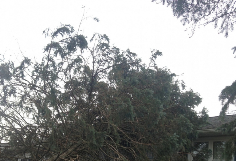 Emergency Tree Removal and Roof Tarp