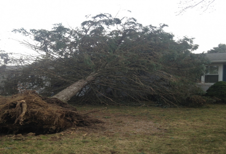 Emergency Tree Removal and Roof Tarp